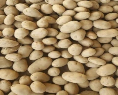 3797 Potato for sale in Farrukhabad