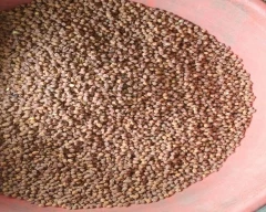 Indian Chana for sale in Buldhana