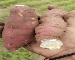Normal Sweet Potato for sale in Hassan