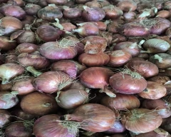A Grade Quality Onion for sale in Rewa