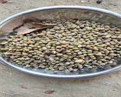 Black Urad for sale in Allahabad