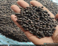 Black Pepper for sale in Goalpara