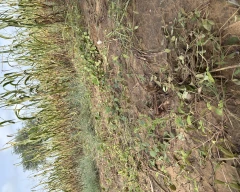 A Grade Quality Moong for sale in Nagaur