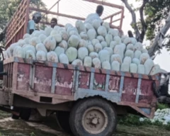 Normal Pumpkin for sale in Fatehpur
