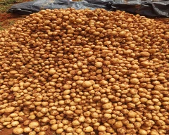 Jyoti Potato for sale in Koraput