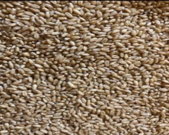 A Grade Quality Wheat for sale in Amethi