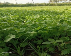 Normal Coriander Leaves for sale in Hassan