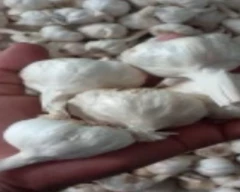 Big White Garlic for sale in Sonbhadra