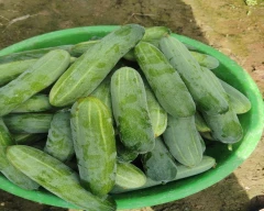 Hybrid Cucumber for sale in Kondagaon