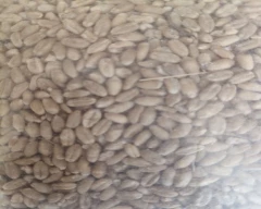 A Grade Quality Wheat for sale in Hisar
