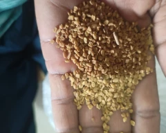 Normal Fenugreek for sale in Churu