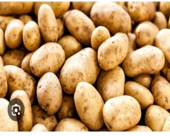 A Grade Quality Potato for sale in Uttarkashi