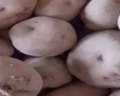 C - 40 Potato for sale in Samastipur