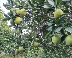 Normal Mosambi for sale in Jalna