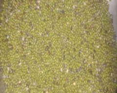 Normal Moong for sale in Churu