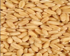A Grade Quality Wheat for sale in Satna