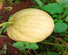 Red Pumpkin for sale in Sangareddy