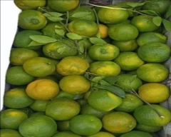Nagpuri Orange for sale in Pratapgarh