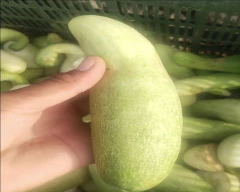 Hybrid Cucumber for sale in Jaipur