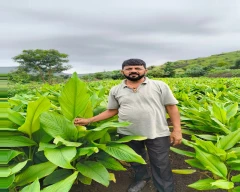 Normal Turmeric for sale in Ahmednagar