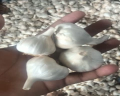 A Grade Quality Garlic for sale in Shajapur