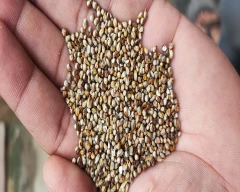 Normal Bajra for sale in Rewari