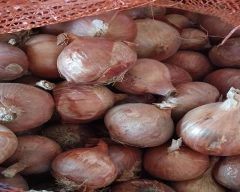 B Grade Quality Onion for sale in Rajgarh