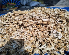Oyster Mushroom for sale in Katihar