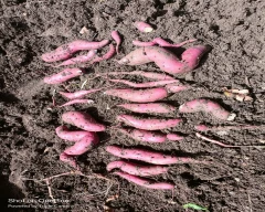 Other Sweet Potato for sale in Belagavi