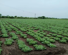 B Grade Quality Cabbage for sale in Amreli