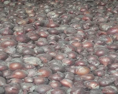A Grade Quality Onion for sale in Ghazipur