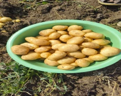 Jyoti Potato for sale in Dhar