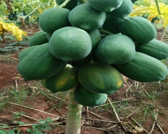Red Lady Taiwan 786 Papaya for sale in Dindigul