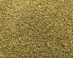 White Jeera for sale in Barmer