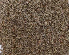 Normal Dhaincha for sale in Bharatpur