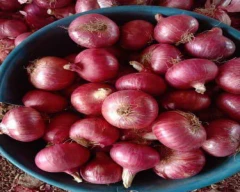 Red Onion for sale in Sitapur
