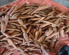 Zubera Carrot for sale in Indore