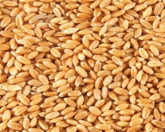 A Grade Quality Wheat for sale in Sangrur