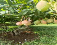 Totapuri Mango for sale in Dharmapuri