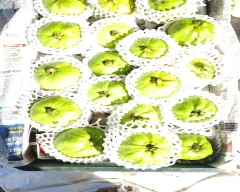 Hybrid Guava for sale in Medchal