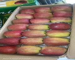 Kashmiri Apple for sale in Malappuram