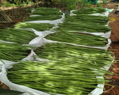 A Grade Quality Drumstick for sale in Tiruchirappalli
