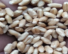 Shree Ram 303 Wheat for sale in Datia