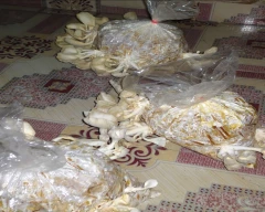 Oyster Mushroom for sale in Mumbai City