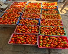 A Grade Quality Tomato for sale in Bemetara