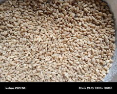 Normal Wheat for sale in Hamirpur