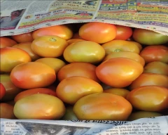 Saaho (TO-3251) Tomato for sale in Chhindwara
