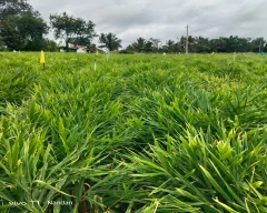 A Grade Quality Ginger for sale in Mysuru