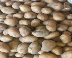 A Grade Quality Potato for sale in Ludhiana