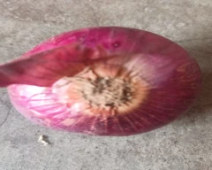 Normal Small Onion for sale in Jodhpur